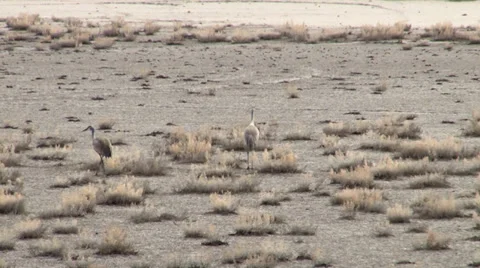 Sand Hill Cranes Stock Footage 37136315