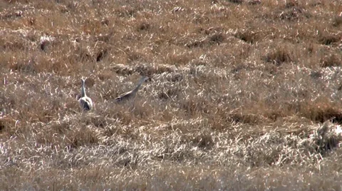 Sand Hill Cranes Stock Footage 37442388