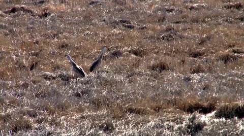 Sand Hill Cranes Stock Footage 37442420