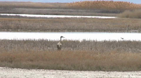 Sand Hill Cranes Stock Footage 37443256