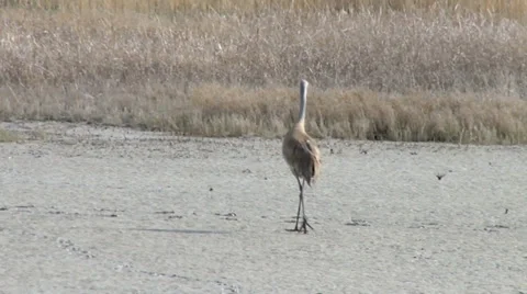 Sand Hill Cranes Stock Footage 37443294