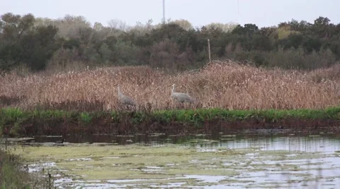 Sand Hill Cranes, migratory Stock Footage 43735373