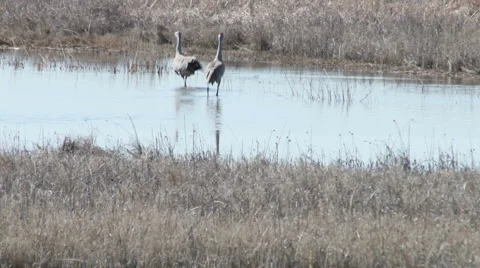 Sand Hill Cranes No2 Stock Footage 4718997