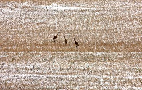 Sand Hill Cranes Stock Photos