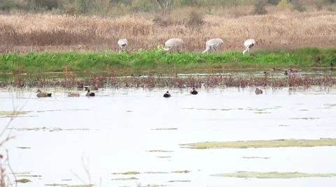 Sand Hill Cranes, wild Stock Footage 43735433