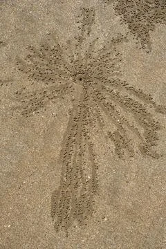 Sand insect pattern, saranda beach, valsad, Gujarat, India, Asia India Cop... Stock Photos