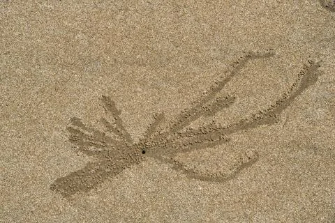 Sand insect pattern, Saronda Beach, Valsad, Gujarat, ..India, Asia Stock Photos