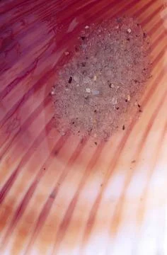 Sand inside cockle shell Stock Photos