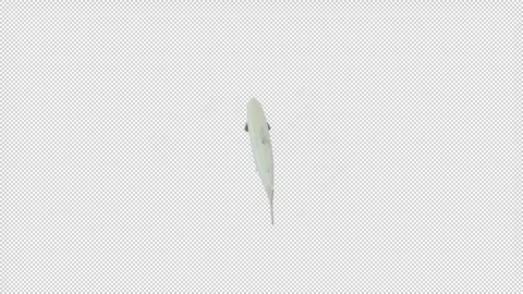 Sand lance - Loop Alpha HD ProRes Stock Footage 328354630