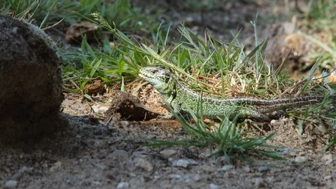 Sand Lizard bathing in morning sun - wildlife - 4K/HD stock video Stock Footage 111477201