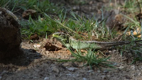 Sand Lizard bathing in morning sun - wildlife - 4K/HD stock video Stock Footage 111477282