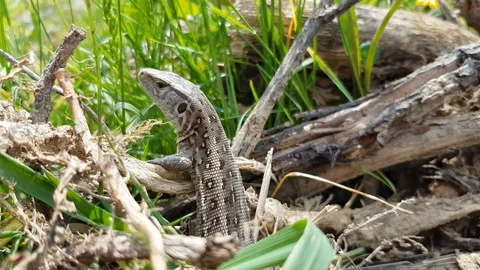 Sand lizard breathing close up Vidéo 106898260
