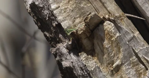Sand Lizard Climbing A Dry Tree, 4K slomo Stock Footage 194029135