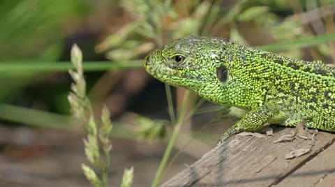 Sand Lizard Close Up Stock Footage 63626303