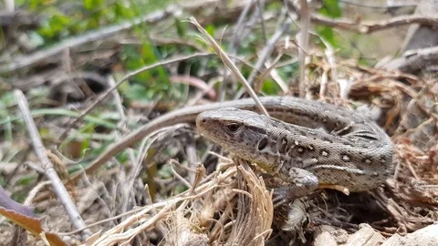 Sand lizard close up Vidéo 106898162