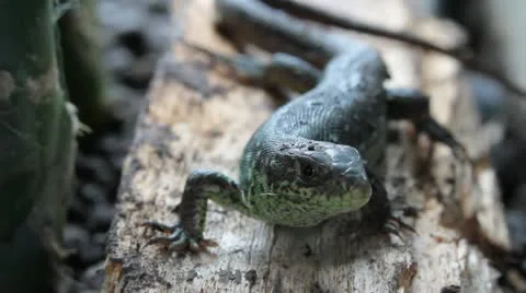 Sand Lizard close, Lacerta agilis chersonensis Video stock 12054138