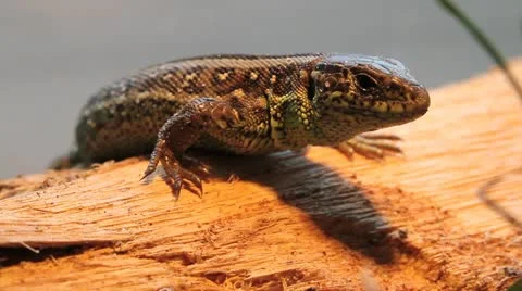 Sand Lizard close up, Lacerta agilis chersonensis Stock-Footage 12061959