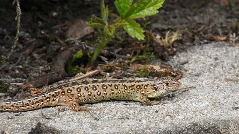 Sand Lizard. A closer look   (Lacerta agilis)   2869P4 Stock Footage 162174034