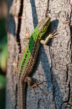 Sand lizard closeup on a pine tree trunk Stock Photos