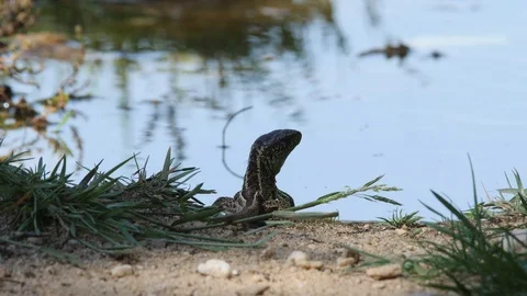 Sand Lizard drinking from puddle of water - wildlife - 4K/HD stock video Stock Footage 111477169