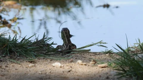 Sand Lizard drinking from puddle of water - wildlife - 4K/HD stock video Stock Footage 111477192