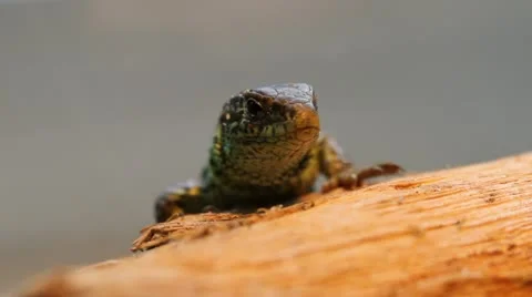 Sand Lizard face, Lacerta agilis chersonensis Video stock 12062041