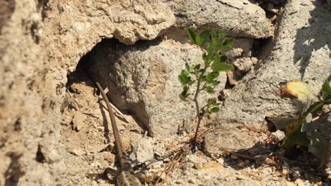 Sand lizard female hiding in the hole (Lacerta agilis) Stock Footage 233833341