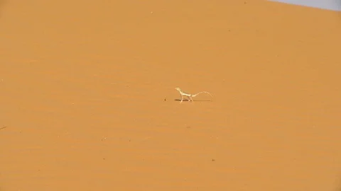 Sand lizard Stock Footage 112776979