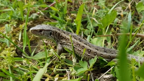 Sand Lizard in grass Vidéo 106898338