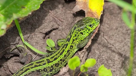 Sand Lizard on ground, close, Lacerta agilis Video stock 43079657