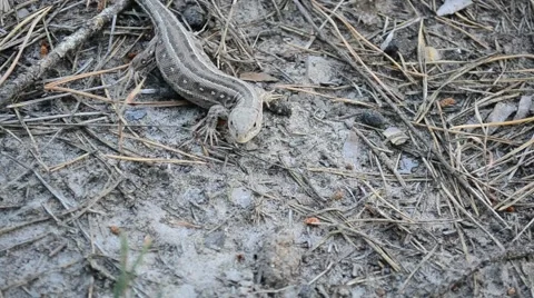 Sand lizard on ground in forest Stock Footage 69071363