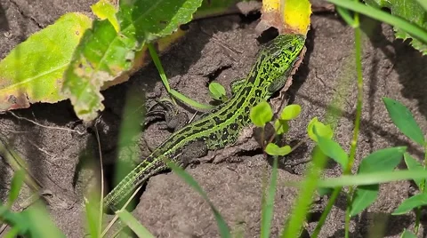 Sand Lizard on ground, Lacerta agilis Stock-Footage 43079826
