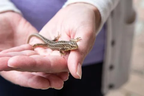 Sand lizard on the human hand Stock Photos