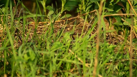 Sand lizard on the hunt. Sand lizard in the sun. 13 Stock Footage 89865496