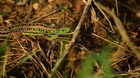 Sand lizard on the hunt. Sand lizard in the sun. 15 Video stock 89865615