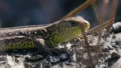 Sand Lizard Lacerta Agilis Basking in Spring Sunlight Stock-Footage 316298216