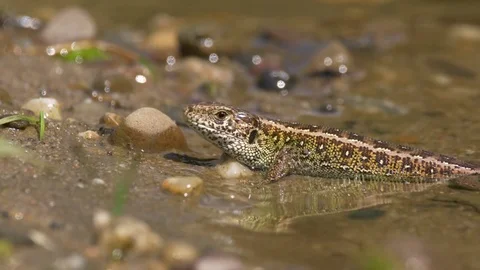 Sand lizard (Lacerta agilis) bathing in river Stock Footage 78855475