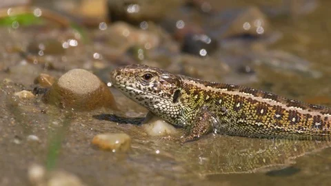 Sand lizard (Lacerta agilis) bathing in river Video stock 78855547