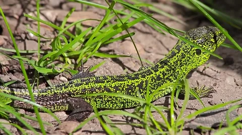 Sand Lizard, Lacerta agilis Video stock 43073471