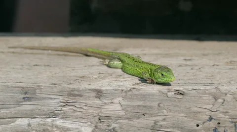 Sand Lizard, Lacerta Agilis Stock Footage 63540978