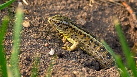 Sand lizard (Lacerta agilis) Stock Footage 101758630