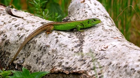 Sand lizard (Lacerta agilis) Stock-Footage 101758783