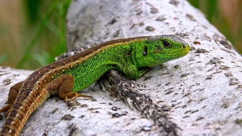 Sand lizard (Lacerta agilis) Video stock 101758940
