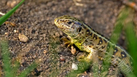 Sand lizard (Lacerta agilis) 動画素材 101772205