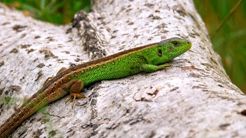 Sand lizard (Lacerta agilis) Stock-Footage 101772309