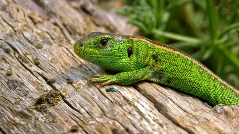 Sand lizard (Lacerta agilis) full of ticks (Ixodes ricinus) Stock Footage 101759029