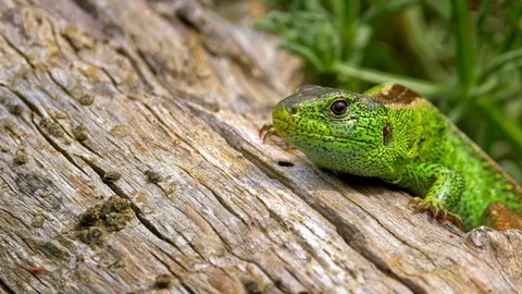 Sand lizard (Lacerta agilis) full of ticks (Ixodes ricinus) Stock-Footage 101759173