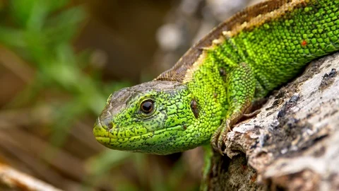 Sand lizard (Lacerta agilis) full of ticks (Ixodes ricinus) Video stock 101759336