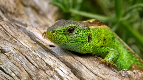 Sand lizard (Lacerta agilis) full of ticks (Ixodes ricinus) Video stock 101759409