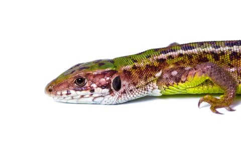 Sand lizard (Lacerta agilis) Stock Photos
